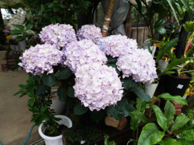 ５月入荷中の花苗の紹介
