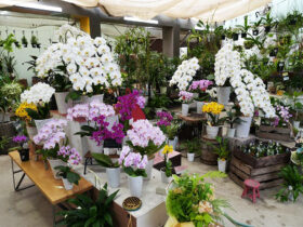 ５月入荷中の花苗の紹介