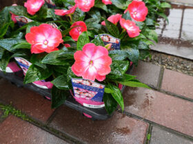 ５月入荷中の花苗の紹介