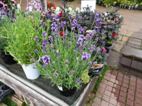 ５月入荷中の花苗の紹介