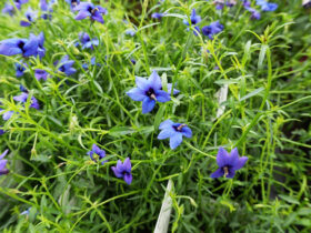 ５月入荷中の花苗の紹介