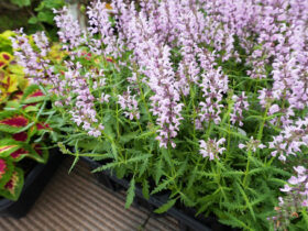 ５月入荷中の花苗の紹介