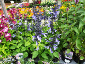 ５月入荷中の花苗の紹介