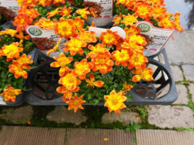 ５月入荷中の花苗の紹介