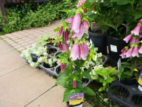 ５月入荷中の花苗の紹介