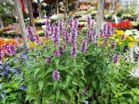 ５月入荷中の花苗の紹介