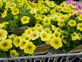 ５月入荷中の花苗の紹介