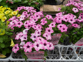 ５月入荷中の花苗の紹介