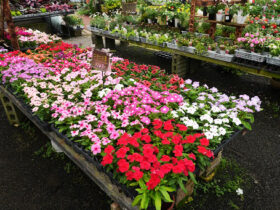 ５月入荷中の花苗の紹介