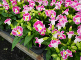 ５月入荷中の花苗の紹介