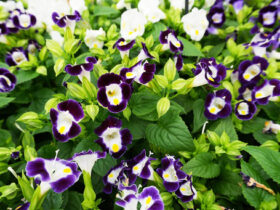 ５月入荷中の花苗の紹介