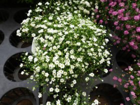 ５月入荷中の花苗の紹介