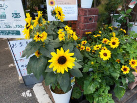 ６月入荷中の花苗の紹介