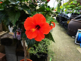 ６月入荷中の花苗の紹介