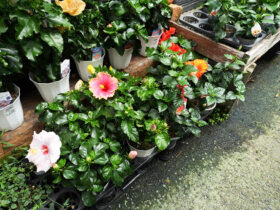 ６月入荷中の花苗の紹介