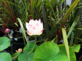 ６月入荷中の花苗の紹介
