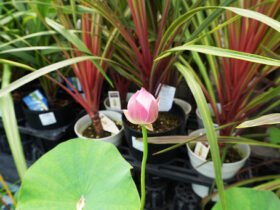 ６月入荷中の花苗の紹介