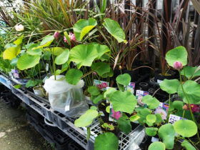 ６月入荷中の花苗の紹介
