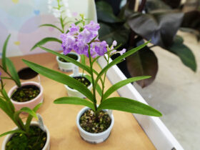 ６月入荷中の花苗の紹介
