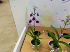 ６月入荷中の花苗の紹介