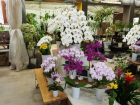 ６月入荷中の花苗の紹介