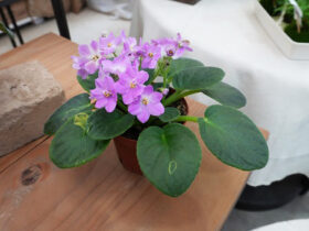 ６月入荷中の花苗の紹介