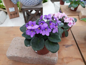 ６月入荷中の花苗の紹介