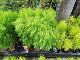 ６月入荷中の花苗の紹介