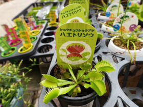 ６月入荷中の花苗の紹介
