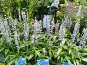 ６月入荷中の花苗の紹介