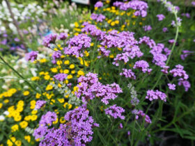 ６月入荷中の花苗の紹介
