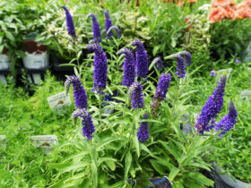 ６月入荷中の花苗の紹介