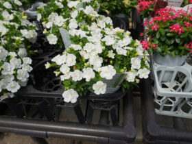 ６月入荷中の花苗の紹介