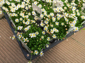 ６月入荷中の花苗の紹介