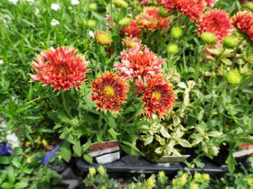 ６月入荷中の花苗の紹介