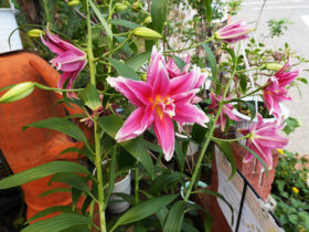 ６月入荷中の花苗の紹介