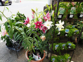 ６月入荷中の花苗の紹介