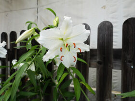 ６月入荷中の花苗の紹介