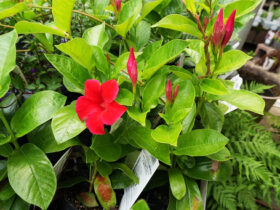 ６月入荷中の花苗の紹介