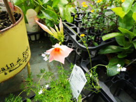 ６月入荷中の花苗の紹介