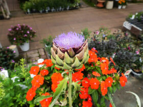 ６月入荷中の花苗の紹介