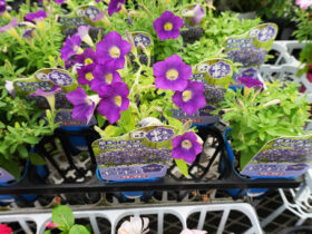 ６月入荷中の花苗の紹介