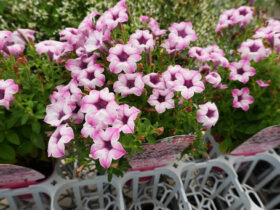 ６月入荷中の花苗の紹介