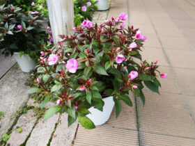 ６月入荷中の花苗の紹介