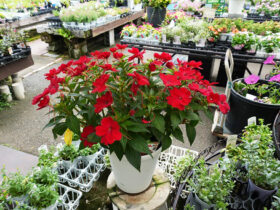 ６月入荷中の花苗の紹介