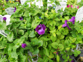 ６月入荷中の花苗の紹介