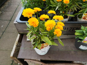 ６月入荷中の花苗の紹介