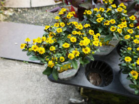 ６月入荷中の花苗の紹介