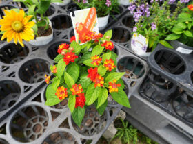 ６月入荷中の花苗の紹介