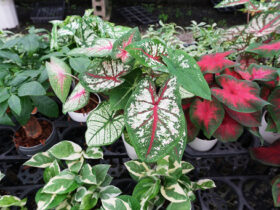 ６月入荷中の花苗の紹介